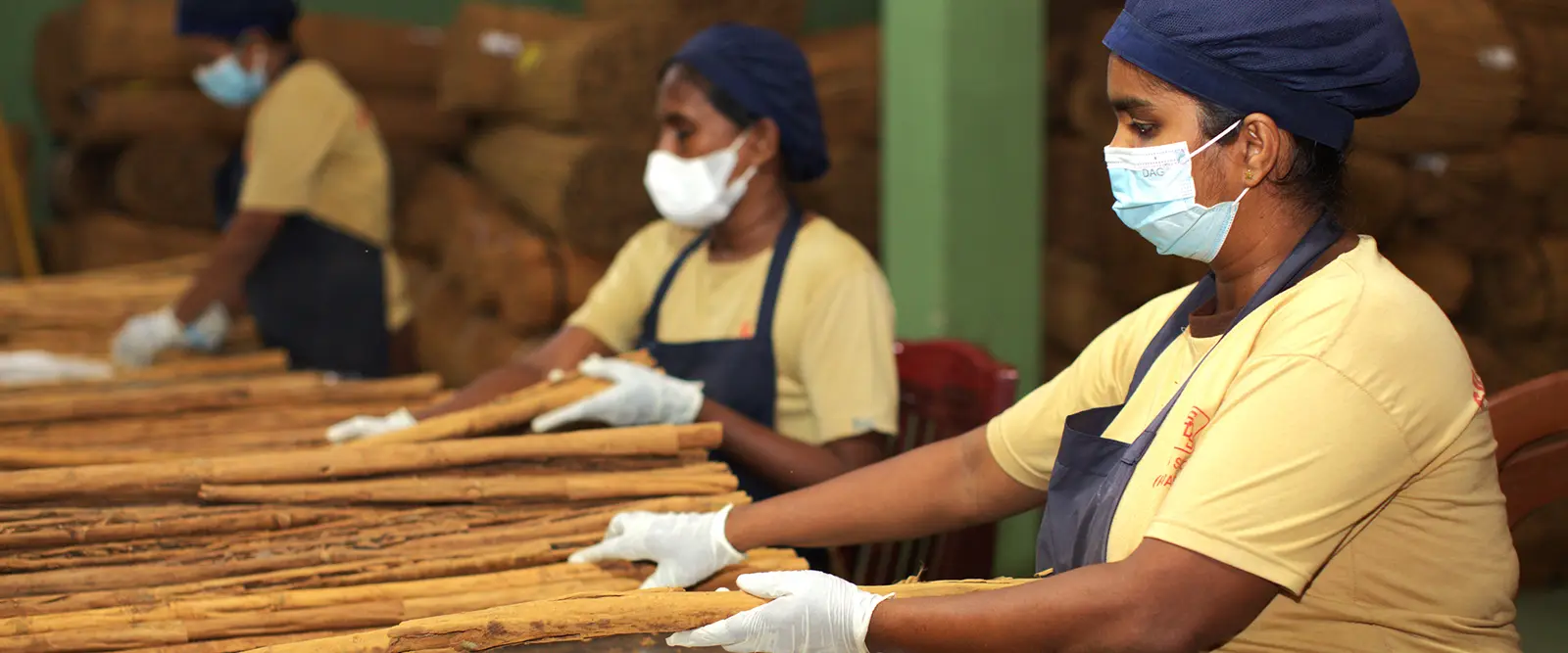 Three SDS workers sorting and grading Ceylon cinnamon quills at a processing table