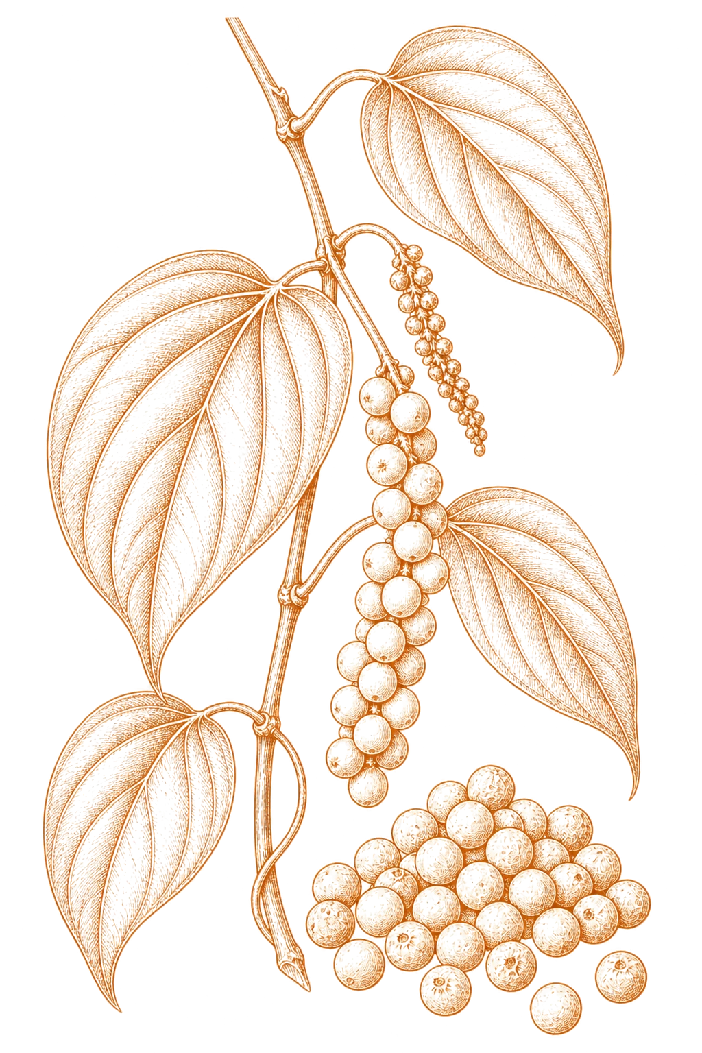 Stylised copper line illustration of a Piper nigrum vine with pale berries and white peppercorns