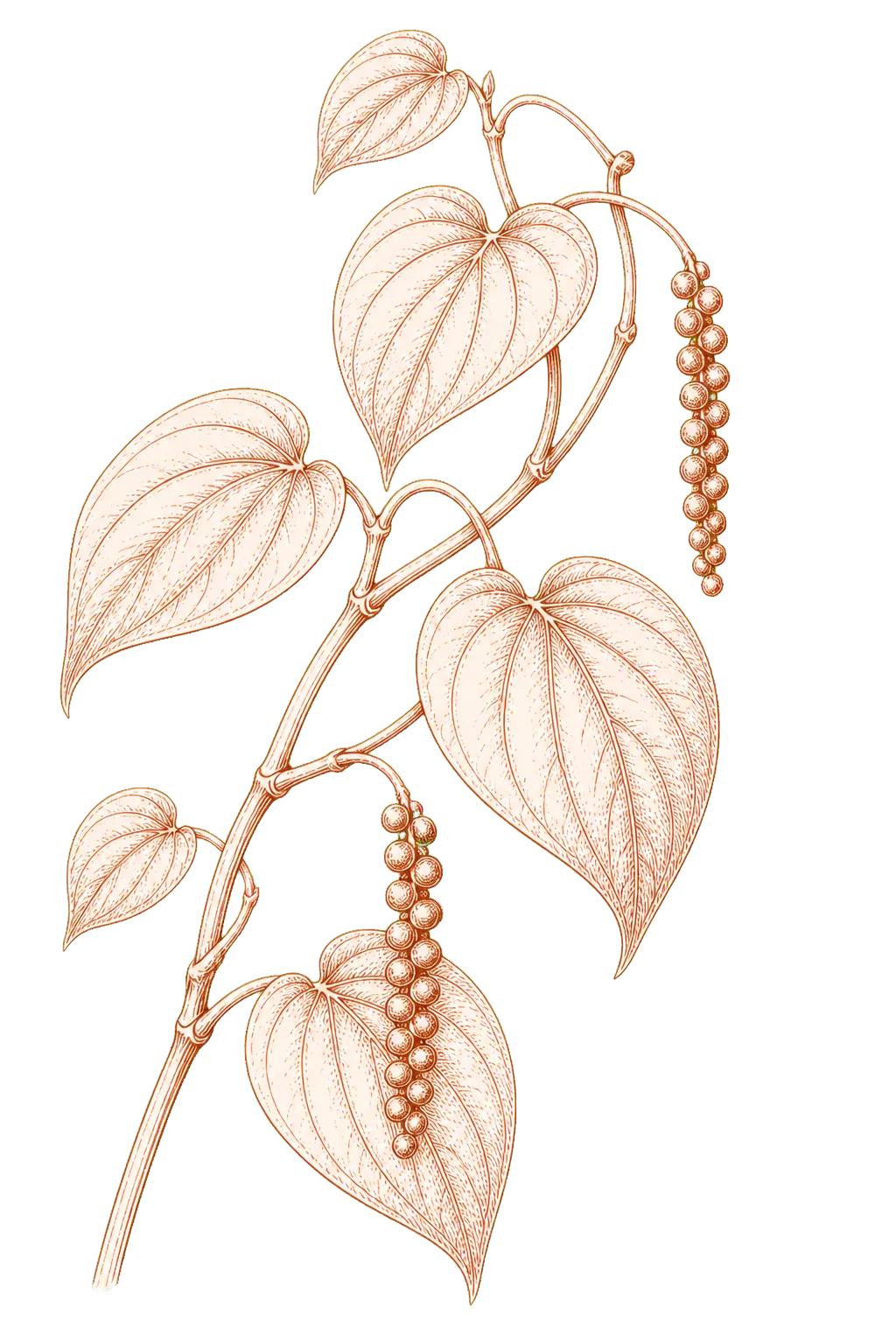 Stylised copper line illustration of a Piper nigrum vine with pepper berry spikes