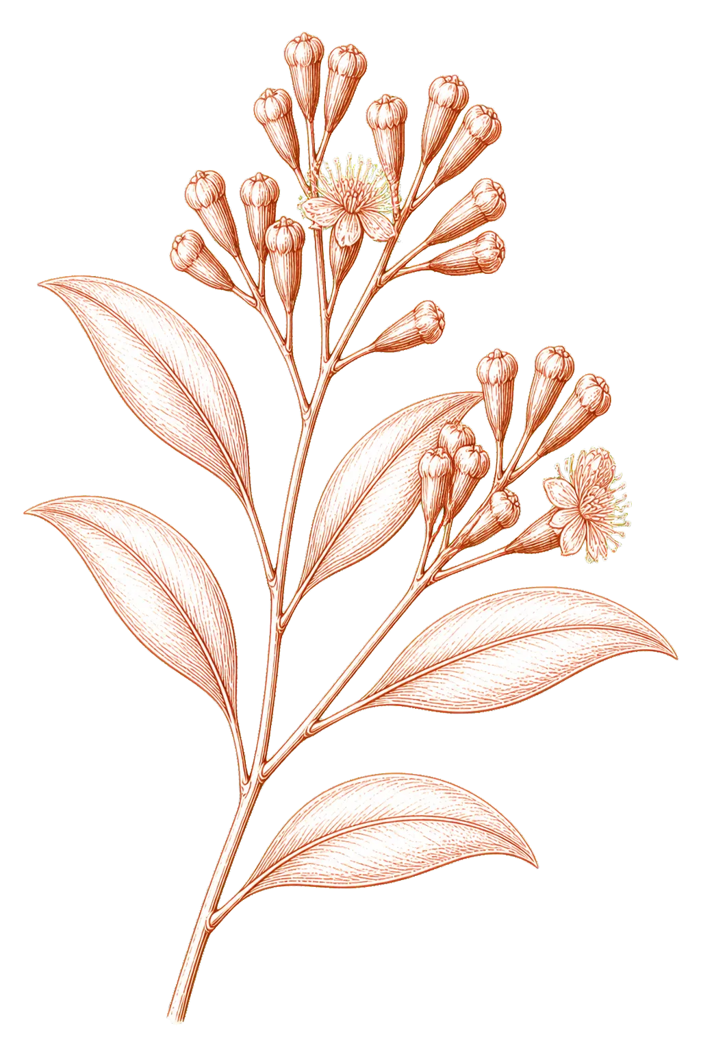 Stylised copper line illustration of a clove branch with unopened flower buds