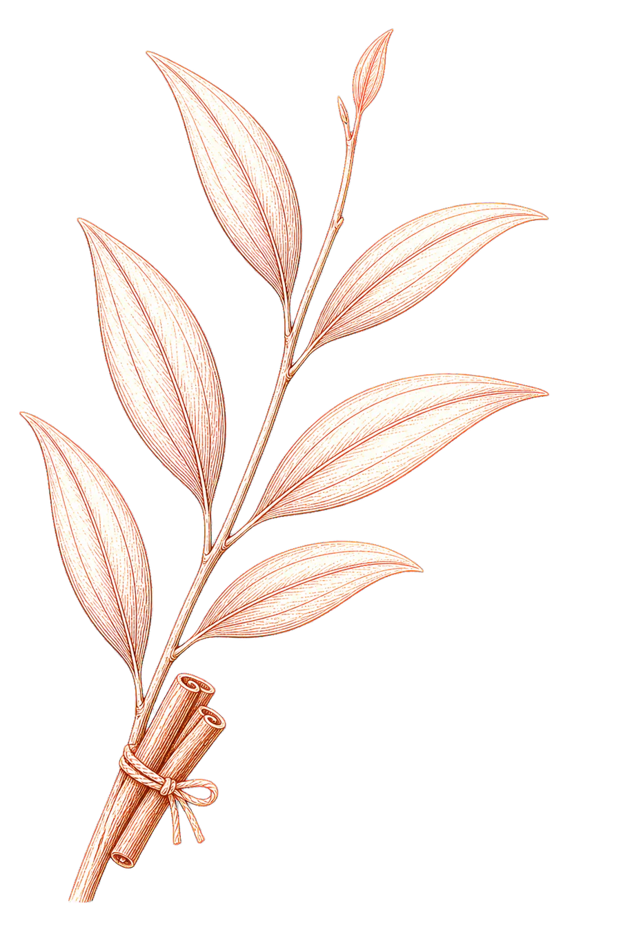 Stylised copper line illustration of a Ceylon cinnamon branch and quills