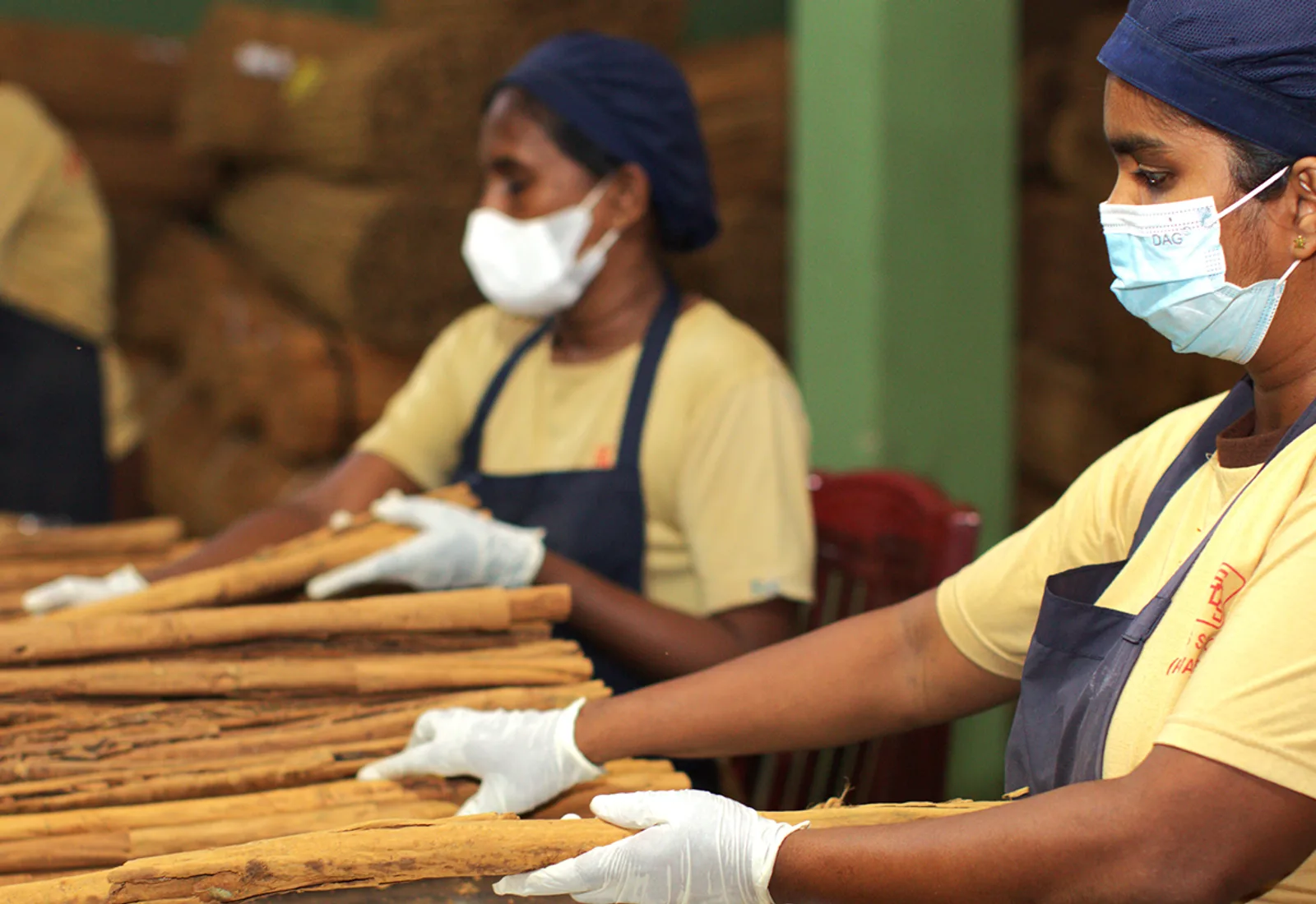 SDS workers sorting and grading Ceylon cinnamon quills at a processing table
