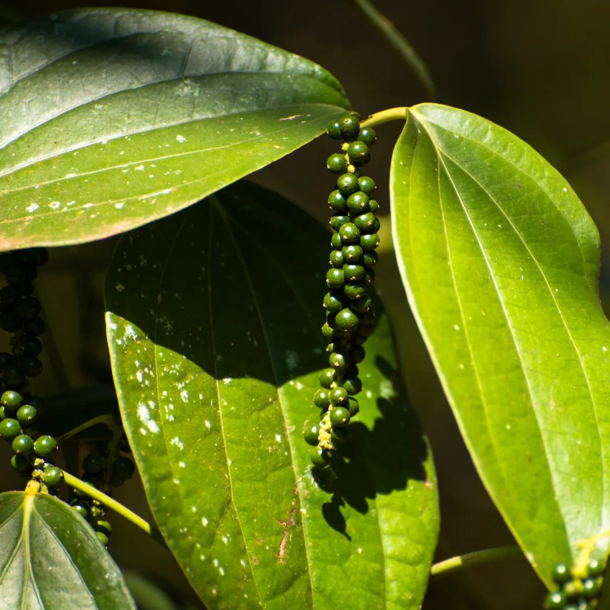 Green black pepper berries ripening in clusters on the vine