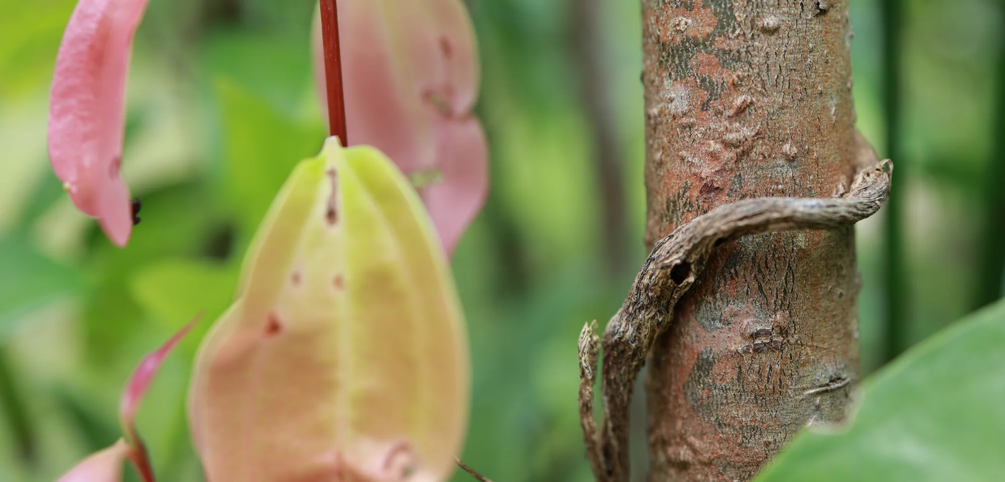 Pink and yellow new leaves emerging beside a Ceylon cinnamon tree trunk