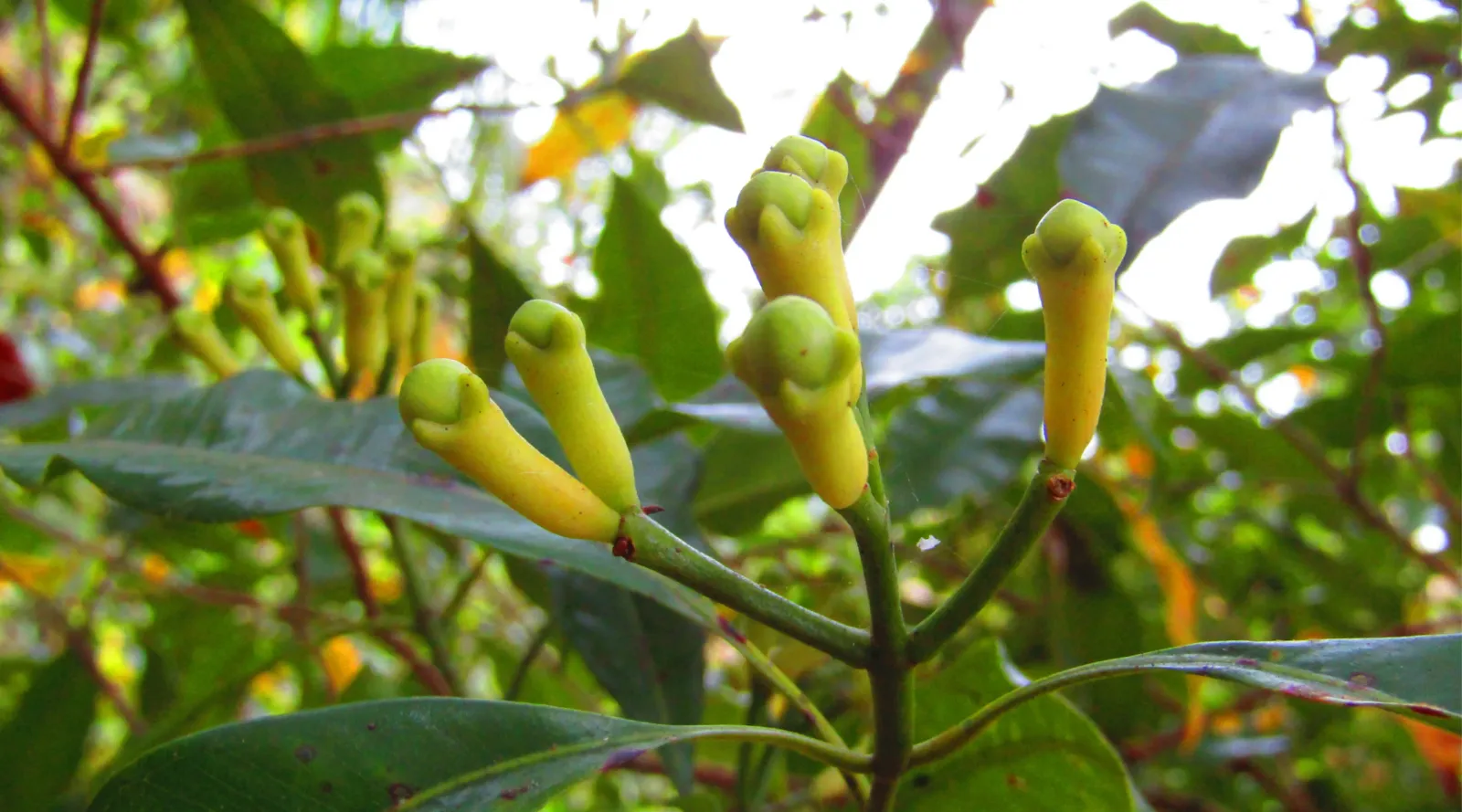 Fresh green clove flower buds growing in clusters on the tree
