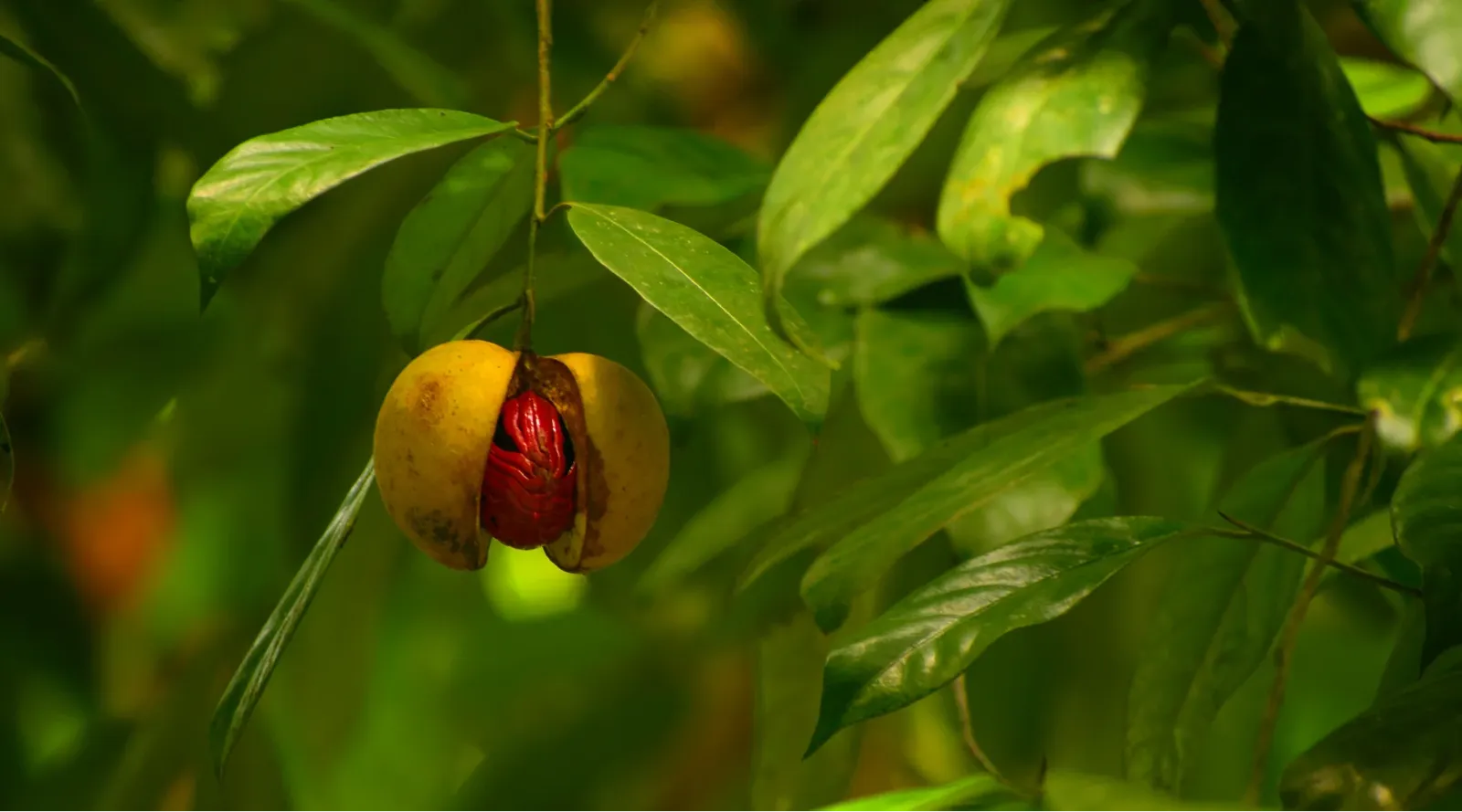 Ripe nutmeg fruit split open on the tree to reveal its crimson mace aril
