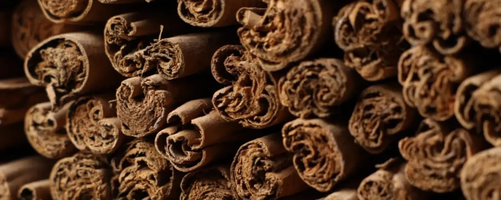 Close-up of the layered ends of Ceylon cinnamon quills